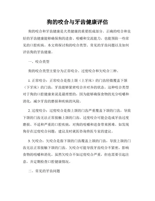 狗的咬合与牙齿健康评估