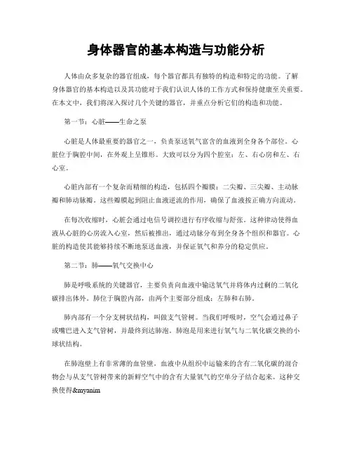 身体器官的基本构造与功能分析