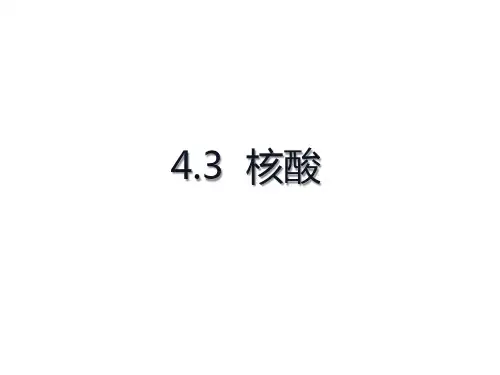 核酸课件-高二化学人教版(2019)选择性必修3