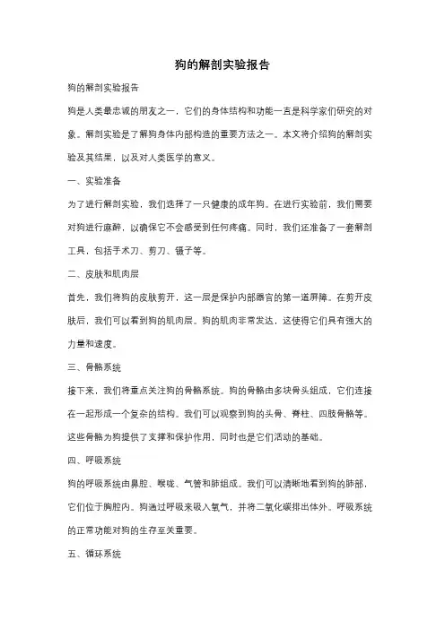 狗的解剖实验报告