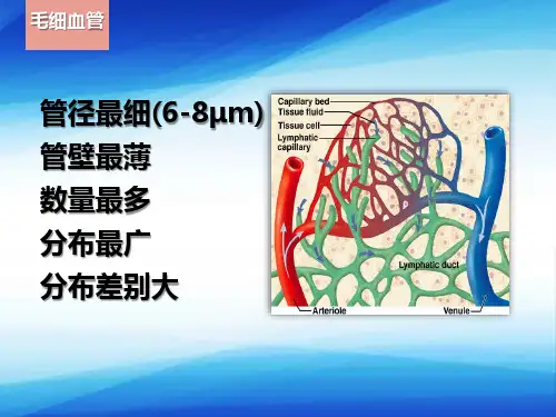 心血管系统—毛细血管(组织学与胚胎学课件)