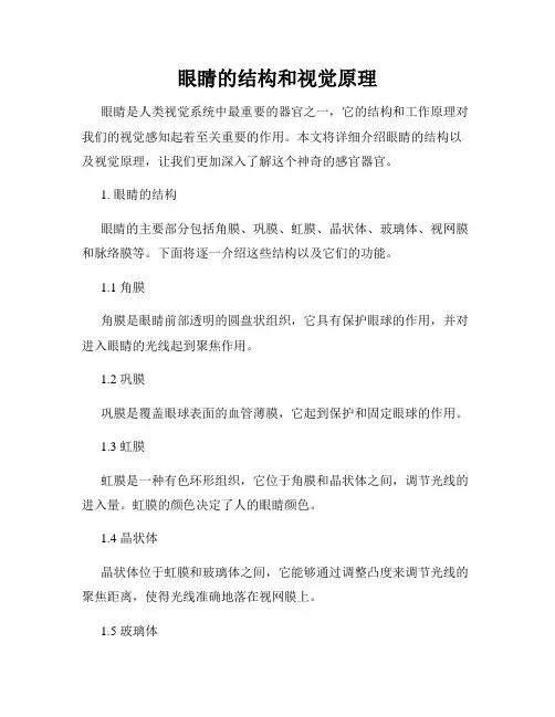 眼睛的结构和视觉原理