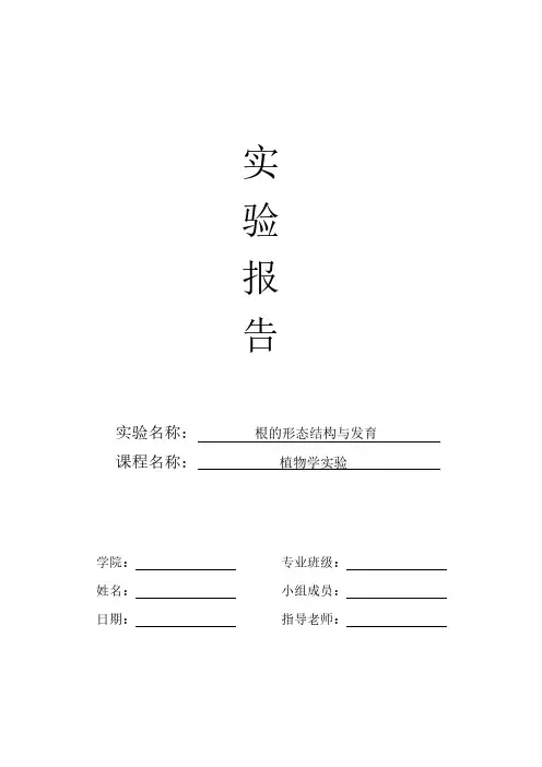 植物学实验报告—根的形态结构与发育