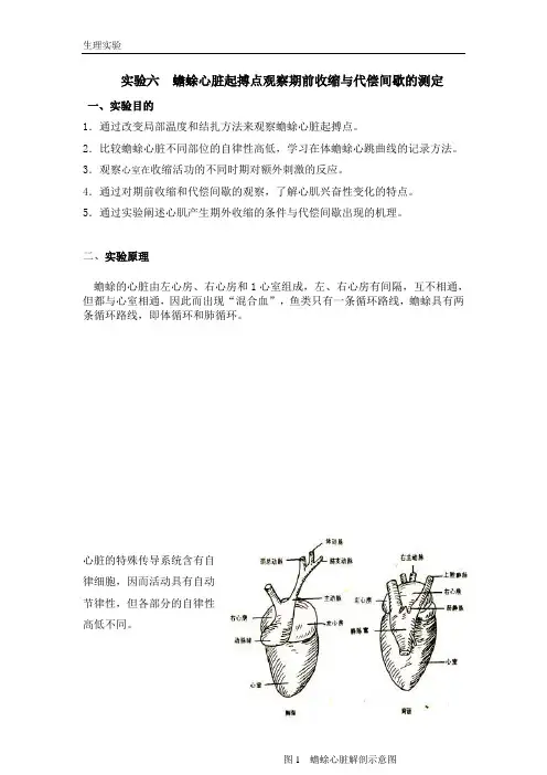 生理实验6蟾蜍心脏起搏点观察期前收缩与代偿间歇的测定