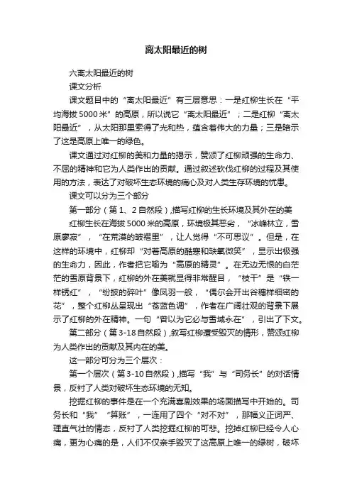 离太阳最近的树
