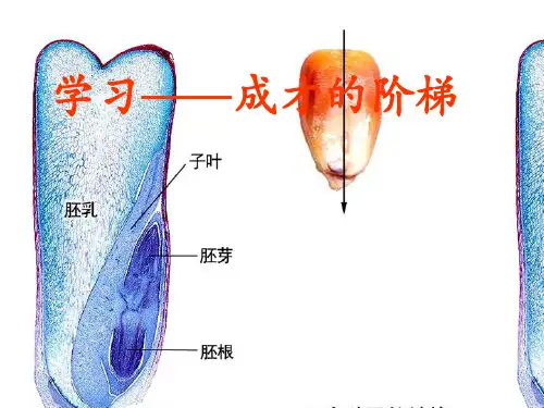 成功之路PPT教材课件