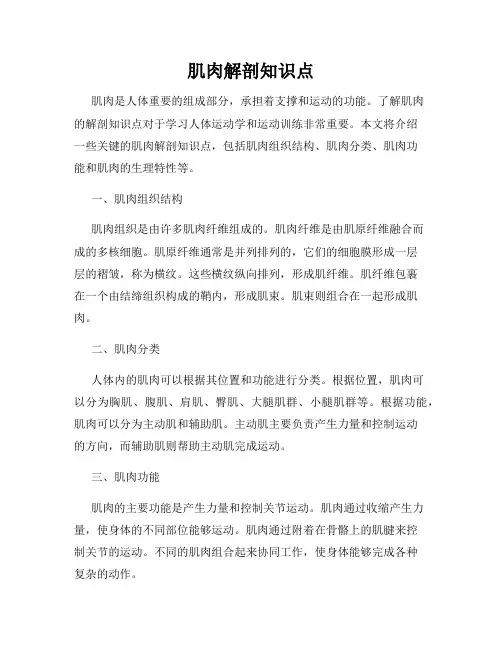 肌肉解剖知识点