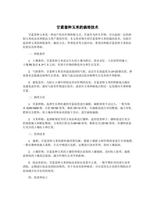 甘蓝套种玉米的栽培技术
