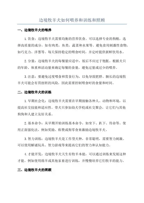 边境牧羊犬如何喂养和训练和照顾