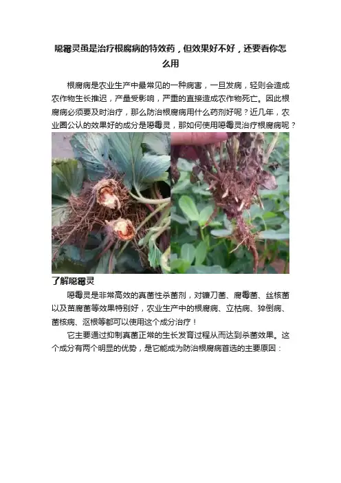 噁霉灵虽是治疗根腐病的特效药，但效果好不好，还要看你怎么用