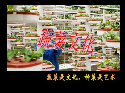 02 蔬菜文化
