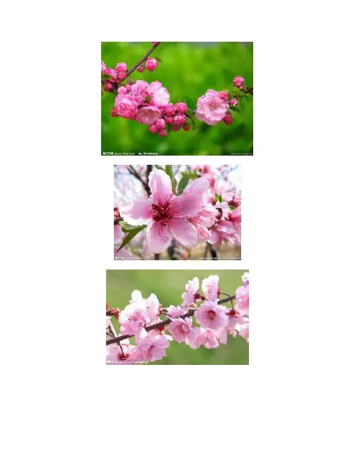 《桃夭》赏析