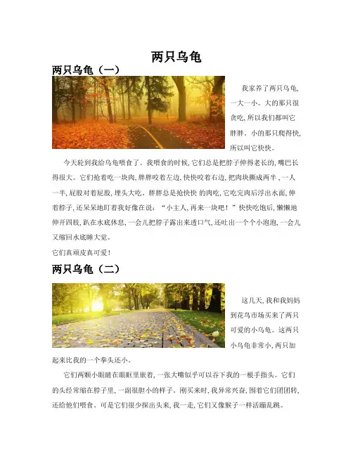 两只乌龟(共10篇)