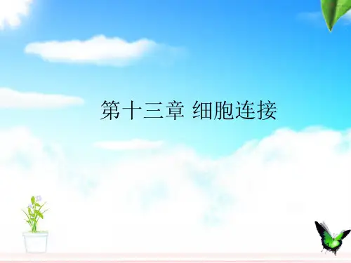 细胞生物学细胞连接