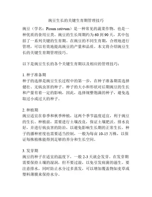 豌豆生长的关键生育期管理技巧