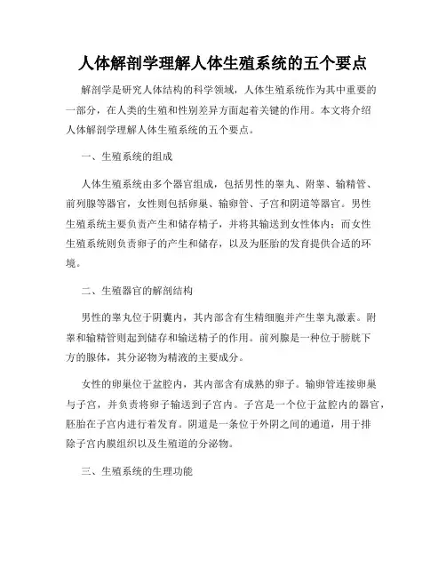 人体解剖学理解人体生殖系统的五个要点