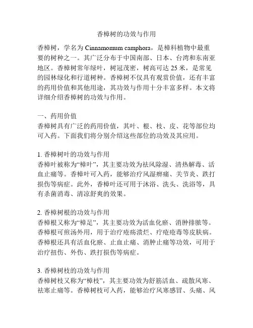 香樟树的功效与作用