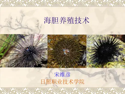海胆养殖技术增殖技术.ppt