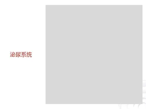 正常人体学基础第九章泌尿系统
