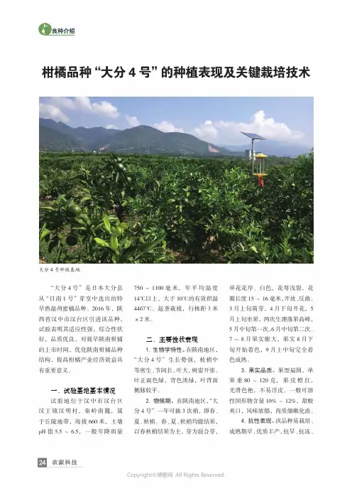 柑橘品种“大分4 号”的种植表现及关键栽培技术