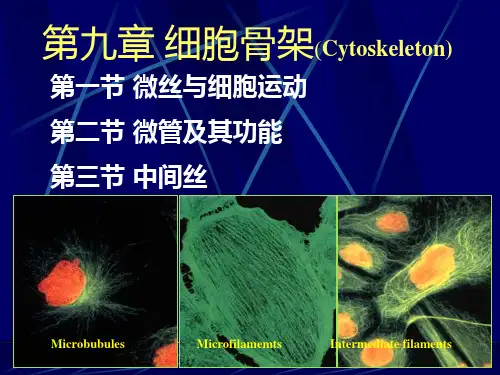 细胞生物学第九章细胞骨架