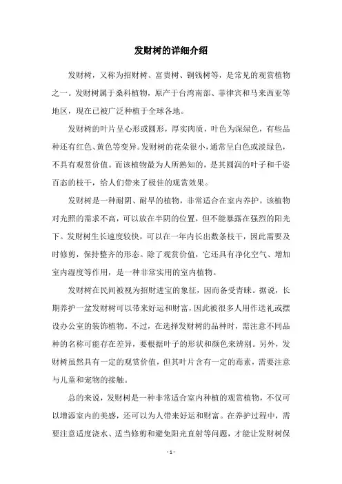 发财树的详细介绍