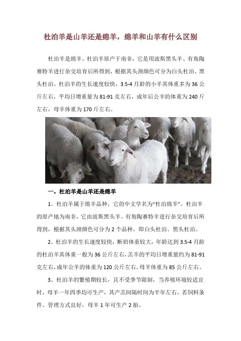 杜泊羊是山羊还是绵羊,绵羊和山羊有什么区别