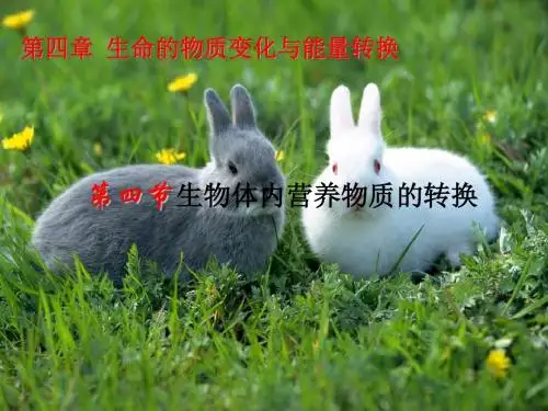 【高中生物】生物体内营养物质的转换ppt2