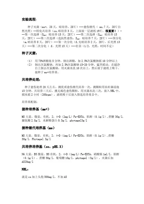 水稻遗传转化步骤