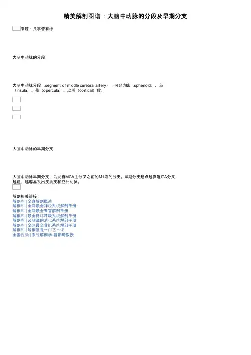 精美解剖图谱：大脑中动脉的分段及早期分支