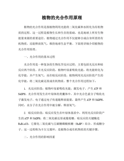 植物的光合作用原理