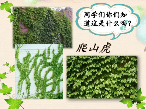 部编版爬山虎的脚ppt完美版课件.pptx