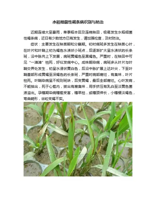 水稻细菌性褐条病识别与防治