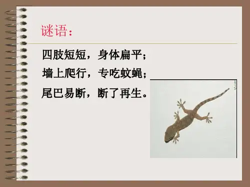 (冀教版)五年级科学上册9《奇妙的护身术》精品PPT课件