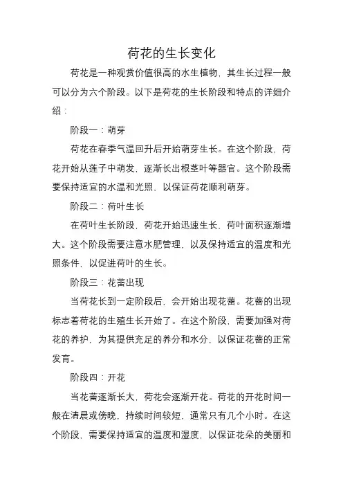 荷花的生长变化