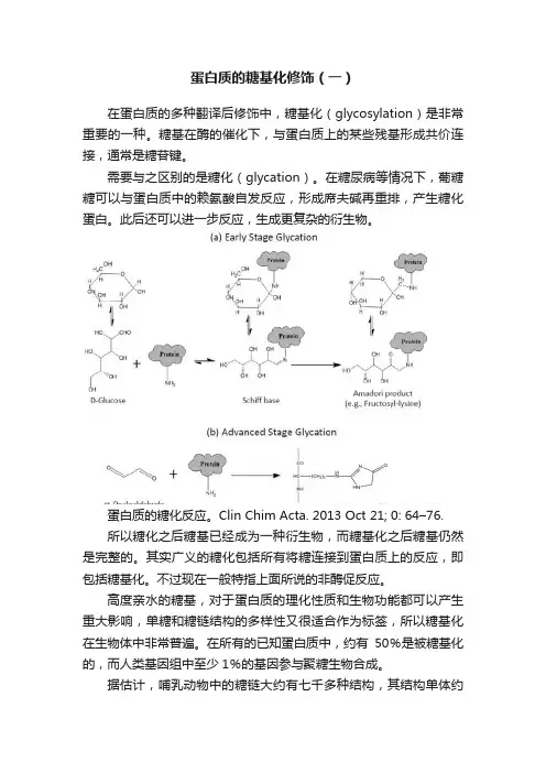 蛋白质的糖基化修饰（一）