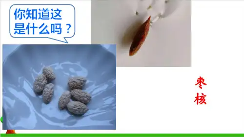 【部编版】三年级下册语文《枣核》全文课件
