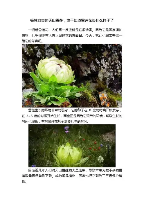 极其珍贵的天山雪莲，终于知道雪莲花长什么样子了