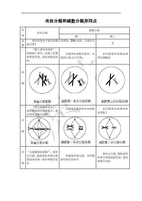 有丝分裂与减数分裂异同点