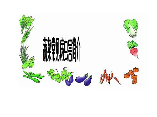 常见蔬菜病虫害介绍及防治