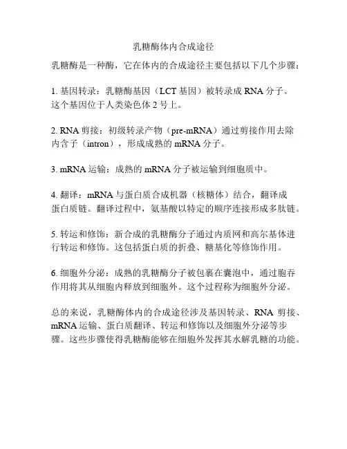 乳糖酶体内合成途径