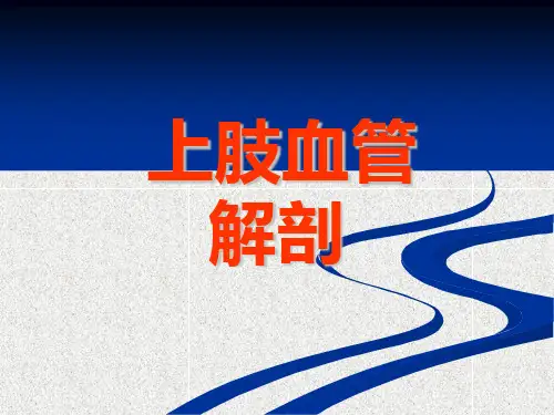 人体解剖上肢的血管