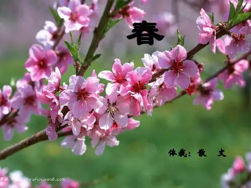 11《春》PPT课件