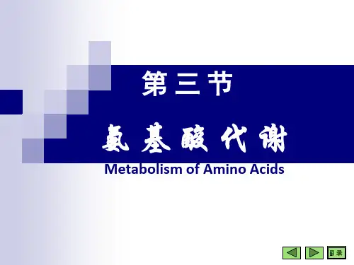 《蛋白质的代谢》PPT课件
