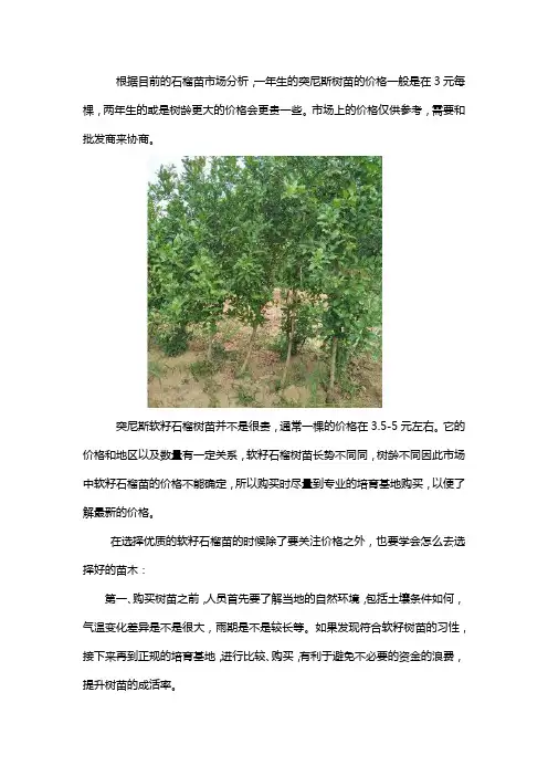 突尼斯软籽石榴苗批发价格