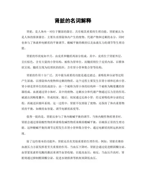 肾脏的名词解释