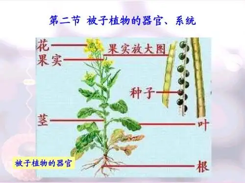 被子植物的器官系统
