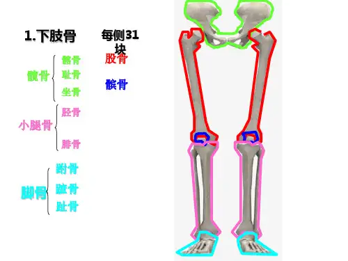 下肢骨连结的结构与运动11