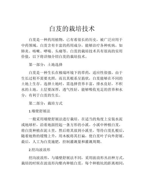 白芨的栽培技术