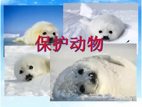 《保护动物》PPT课件
